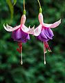 Fuchsia 'Cymon'