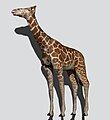 Giraffa jumae