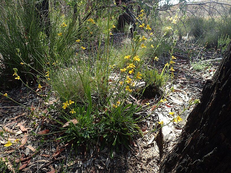 File:Goodenia bellidifolia habit.jpg