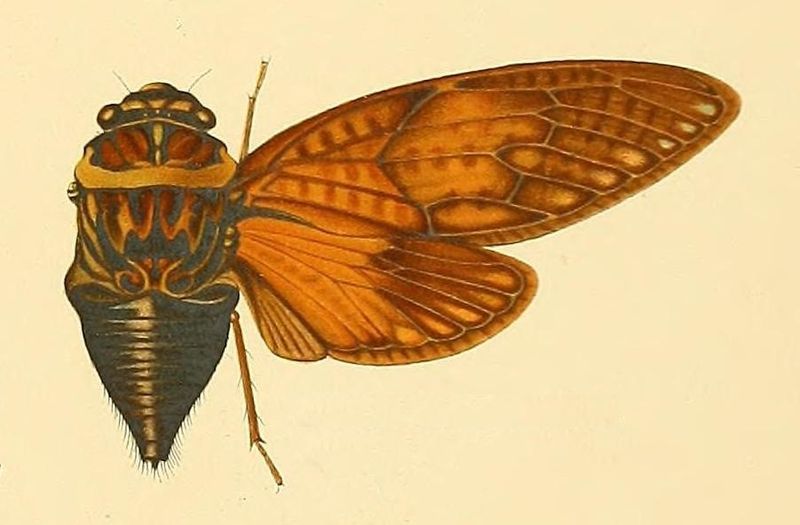 File:Graptopsaltria tienta.jpg