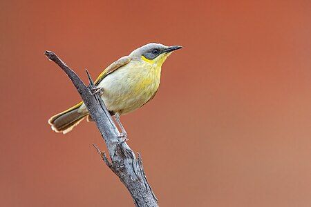 Grey-headed honeyeater, by JJ Harrison