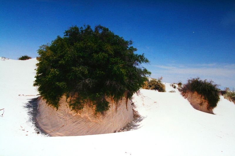 File:Gypsum plant stand.jpg