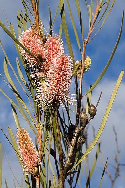 File:Hakea multilineata.jpg