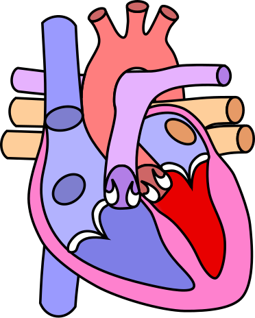 File:Heart normal.svg