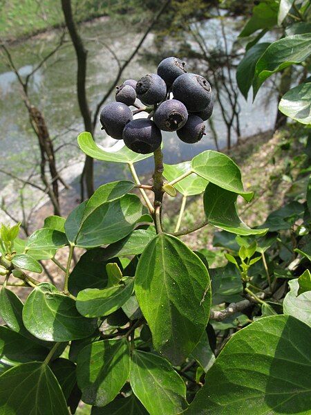 File:Hedera rhombea 3.JPG