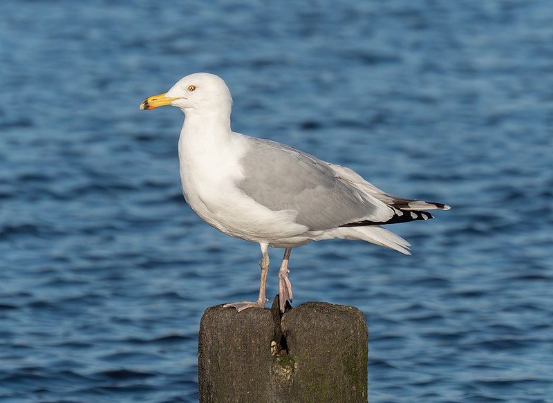 File:Herring gull (16221).jpg