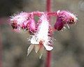 Heuchera elegans