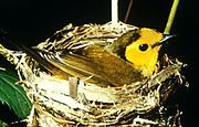 Female on nest