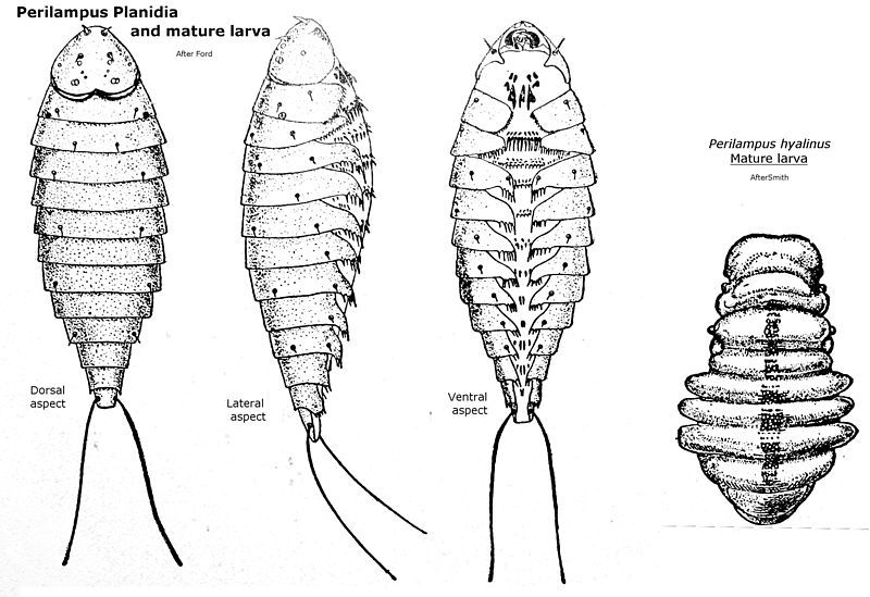 File:Hypermetamorphosis2.JPG