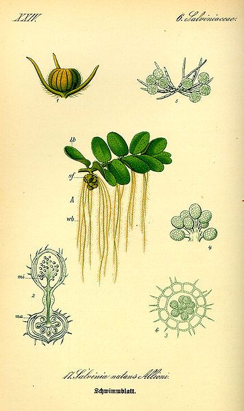 File:Illustration Salvinia natans0.jpg