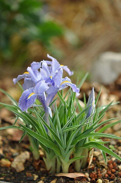 File:Iris planifolia 01.JPG