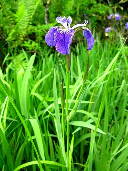 File:Iris setosa.JPG