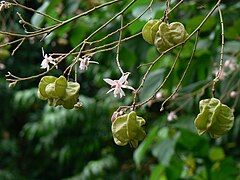 Flowers and fruit