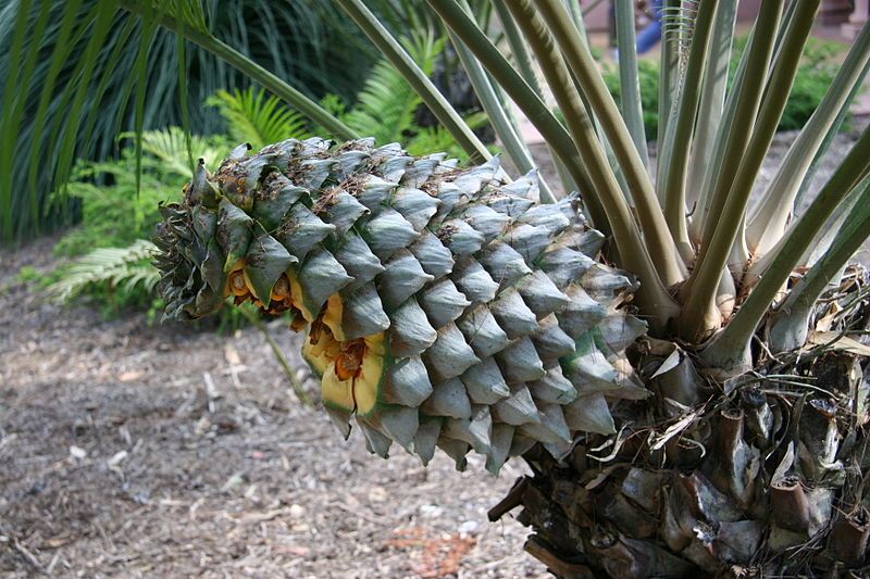 File:Lepidozamia peroffskyana cone.jpg