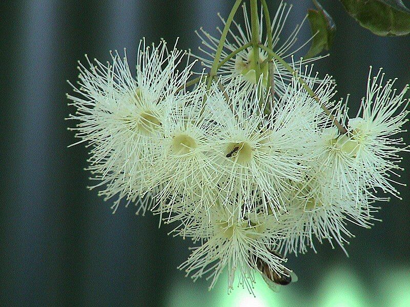 File:Lilli pilli flowers.JPG