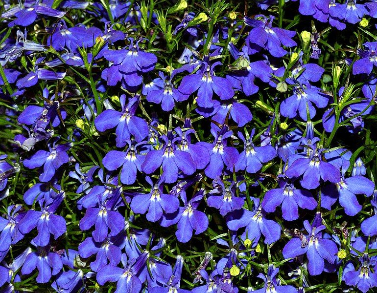 File:Lobelia (aka).jpg