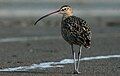 Long-billed Curlew - Marin County, California