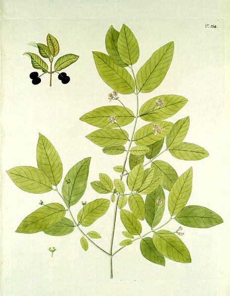 File:Lonicera nigra.jpg