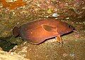 Rock Cod Lotella rhacina Moridae