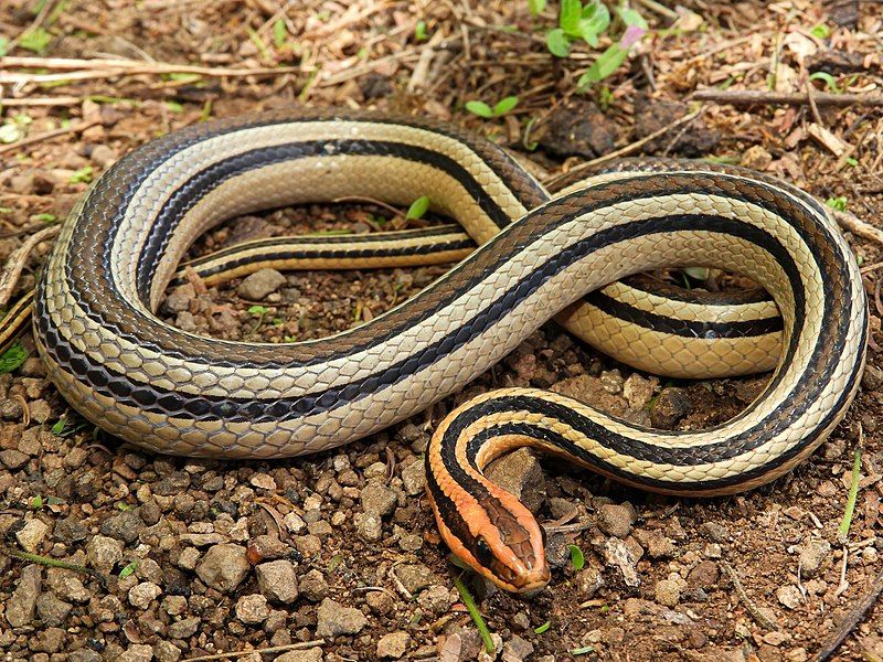 File:Lygophis lineatus 120916791.jpg