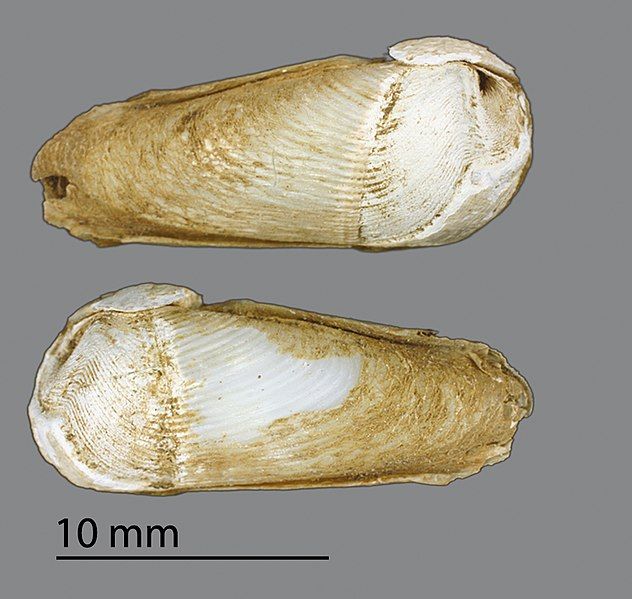 File:Martesia striata (MNHN-IM-2009-2596).jpeg