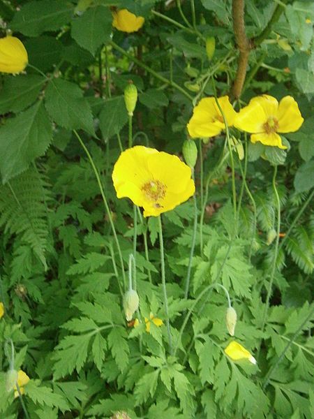 File:Meconopsis cambrica group.JPG