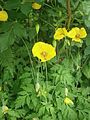 Papaver cambricum