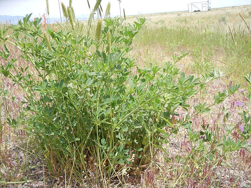 File:Medicago sativa (5183005788).jpg