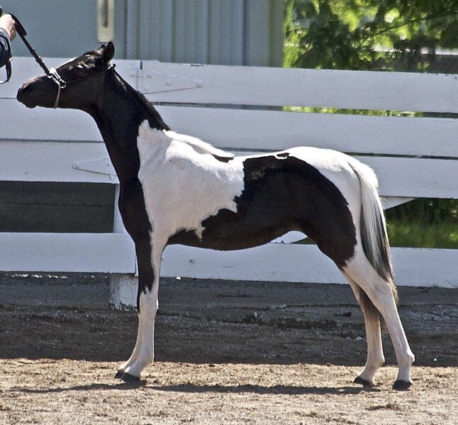 File:Miniature Stallion.jpg