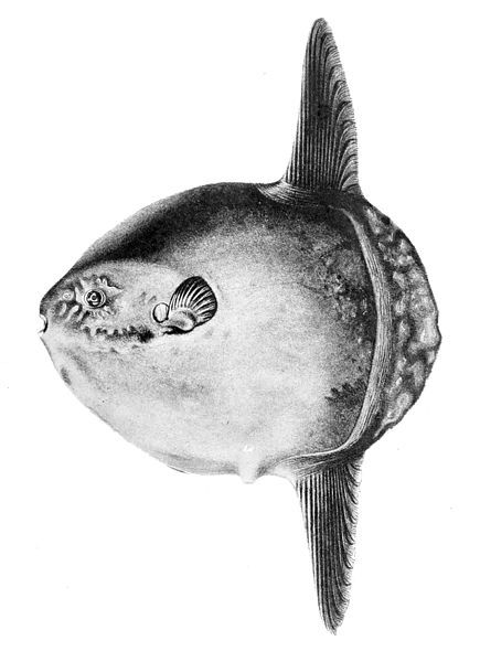 File:Mola mola 1898.jpg