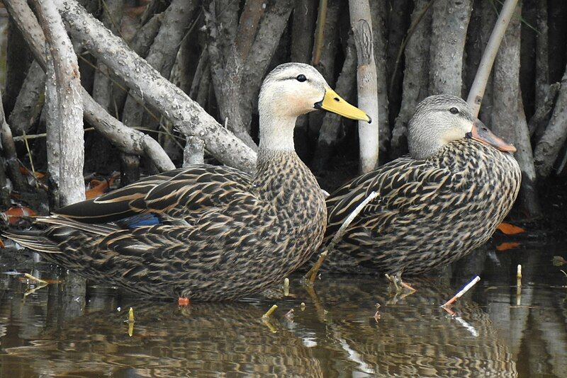 File:MottledDuck Gam.jpg