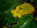 Nymphoides peltata flower