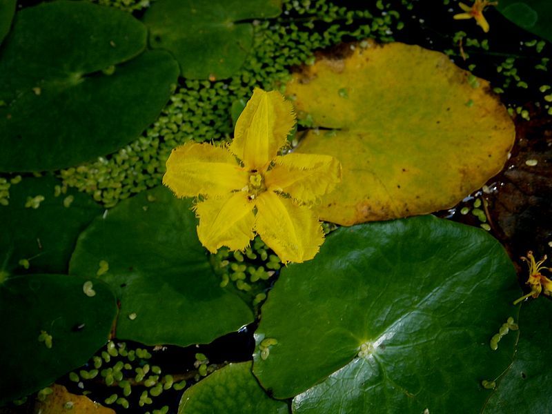 File:Nymphoides peltata01.jpg