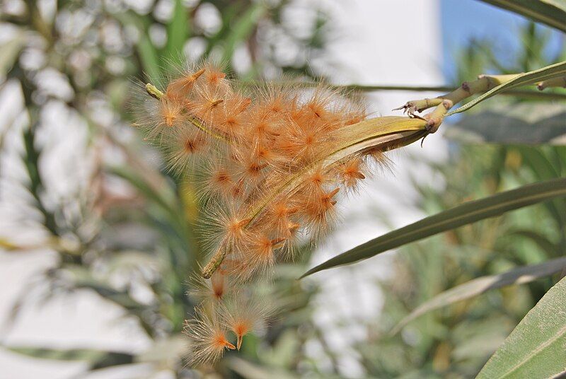 File:Oleander Capsule Opens.jpg