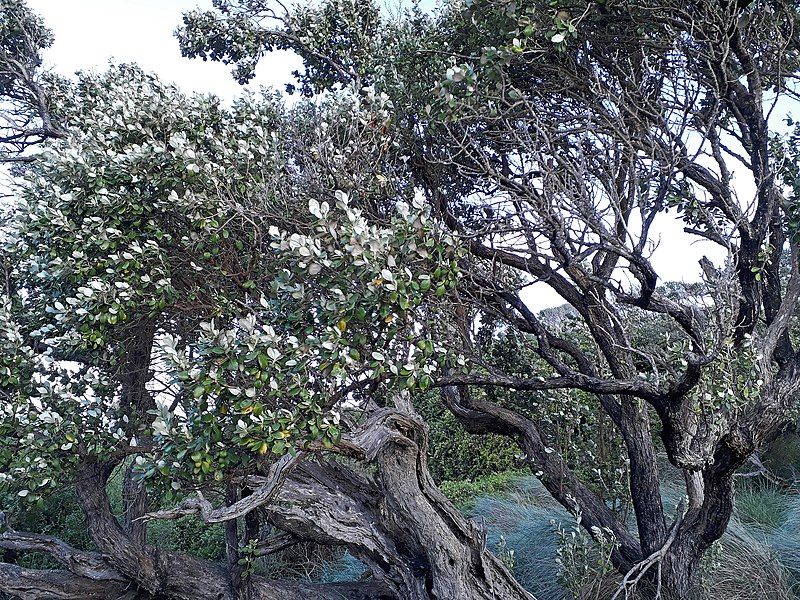 File:Olearia traversiorum.jpg