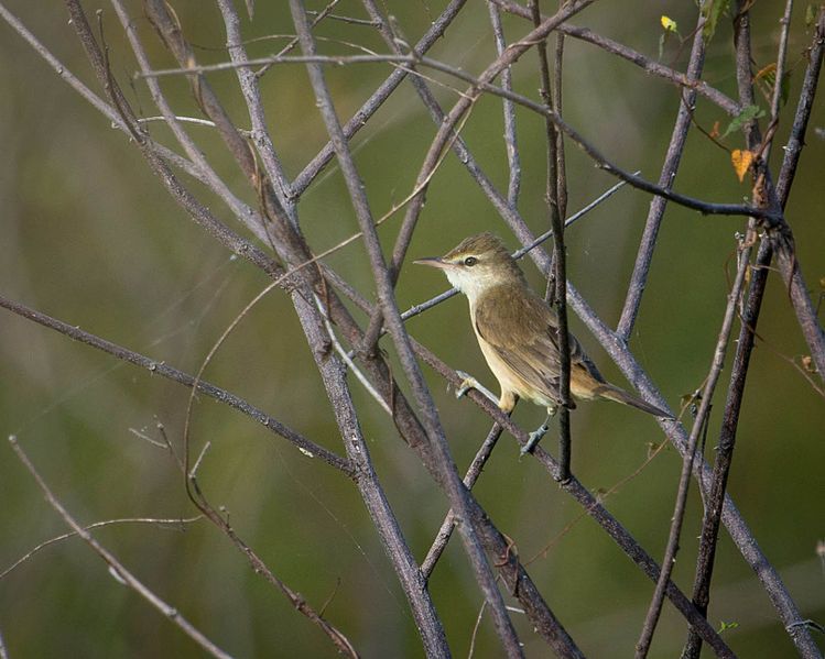 File:Oriental Reed Warbler.jpg