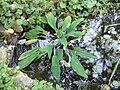 Orontium aquaticum leaves