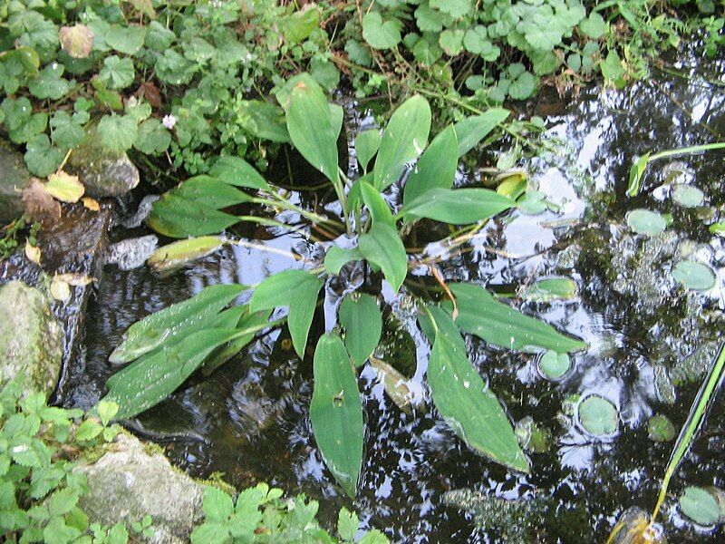 File:Orontium aquaticum002.jpg