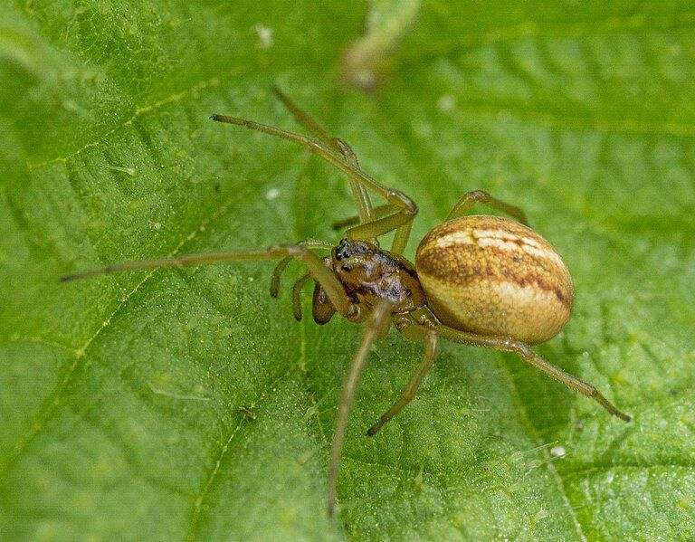 File:Pachygnatha clercki (18754491359).jpg