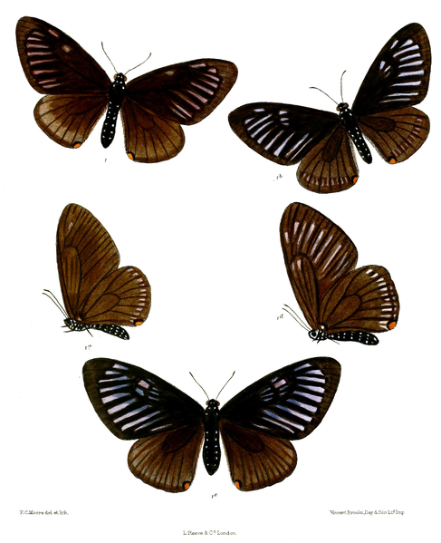 File:Papilio slateri 513.png