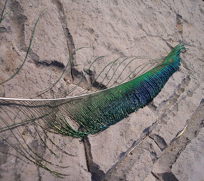 File:Pavo cristatus feather-1.jpg