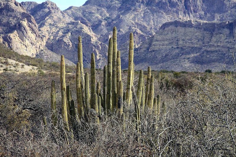 File:Pitaya sonora.jpg