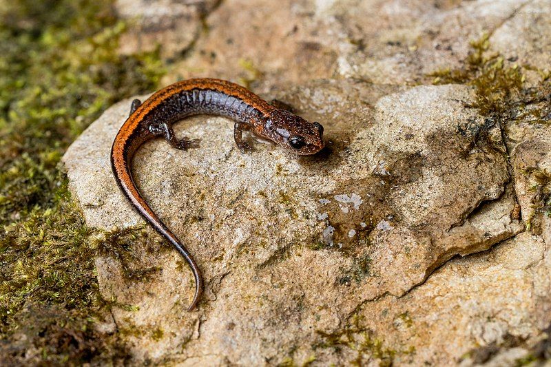 File:Plethodon websteri 169631142.jpg