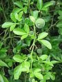 Citrus trifoliata