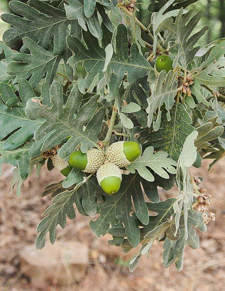 File:Quercus pyrenaica 20150812a.jpg