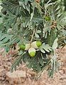 Leaves and acorns