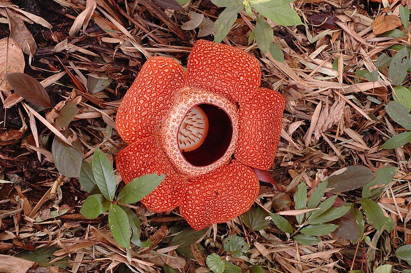 File:Rafflesia 80 cm.jpg