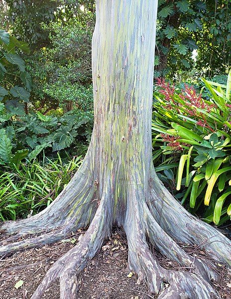 File:Rainbow Eucalyptus .jpg