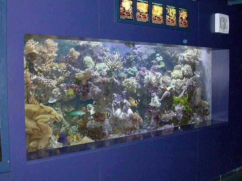 File:Reef aquarium.jpg