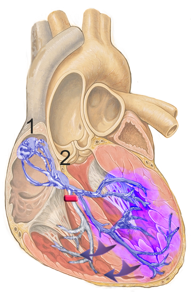 File:Reizleitungssystem RSB.png